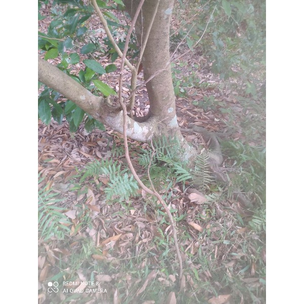 1 cành cây shop có cành của các loại cây tươi ai cần canh cây gì thì nhắn cho shop