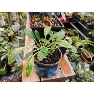 Set 5Hạt Mặt Trời Dorstenia sp