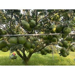 Phân bón vi lượng - 3G Bung chèo phân nhánh
