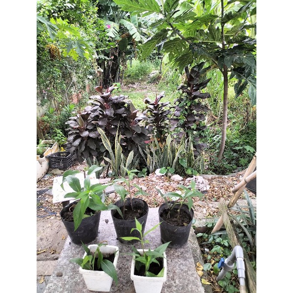 RAU LỦI TƯƠI  GIA LAI - ĐẶC SẢN TÂY NGUYÊN