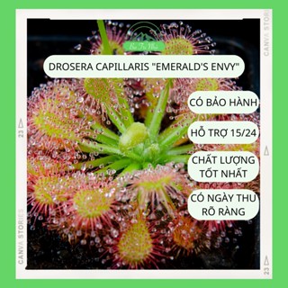 Hạt giống cây bắt mồi ăn thịt gọng vó Drosera Capillaris "Emerald’s Envyin (Trung cấp) I Ba Tri Nhỏ