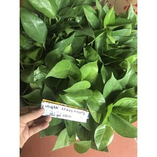 Cây trầu bà xanh giống (vạn niên thanh leo)