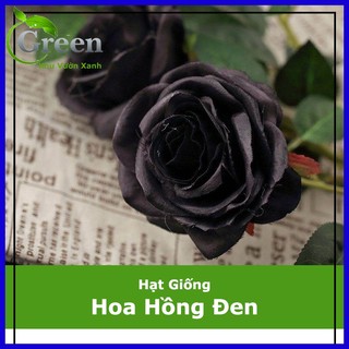 Hạt giống hoa hồng đen