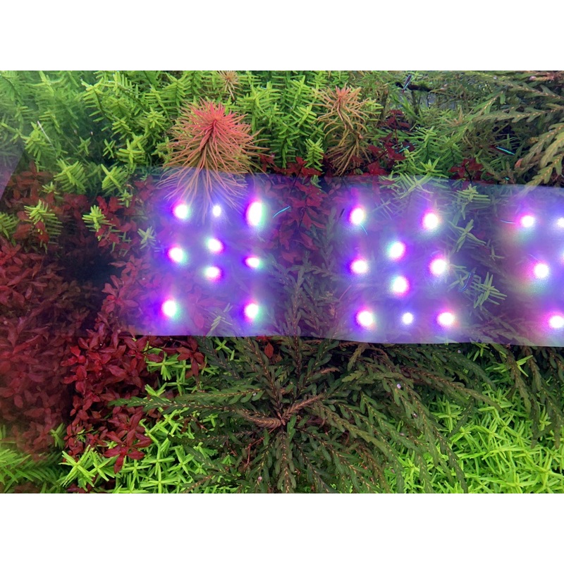 Đèn led thuỷ sinh 3in1 RGB&W - 4in1 WRGB