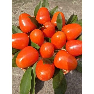 Cây Giống Hồng trứng đà Lạt ( Cây giống ghép trái sớm)