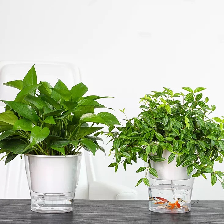 Chậu cây để bàn Oliz W0 Clear. Chậu trồng cây có chức năng tự tưới nước cho cây. Trang trí văn phòng, bàn làm việc