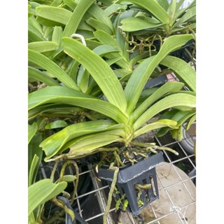 Phong Lan đai châu - ngọc điểm trường thành đang nụ hoa nở tết 2023