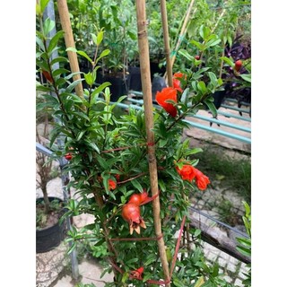 Cây 🌲 Lựu ấn độ đang hoa đang trái