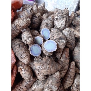 2 cây nghệ đen giống
