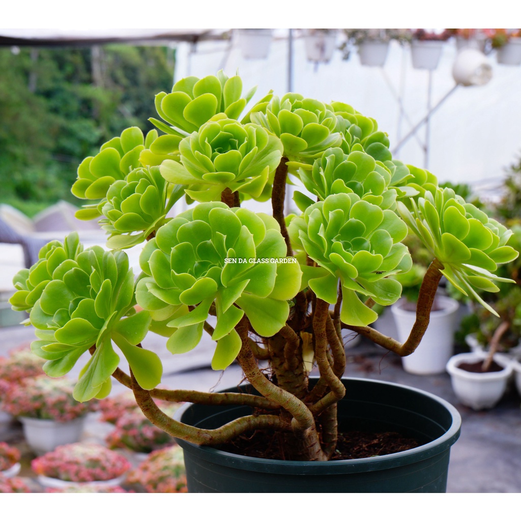 [VIP] Sen đá AEONIUM xanh 1 gốc thụ nhiều đầu giống hình