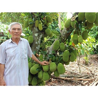 Cây Mít Tố Nữ Siêu Trái