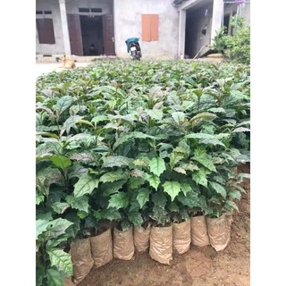 COMBO 5 CÂY XẠ ĐEN DƯỢC LIỆU