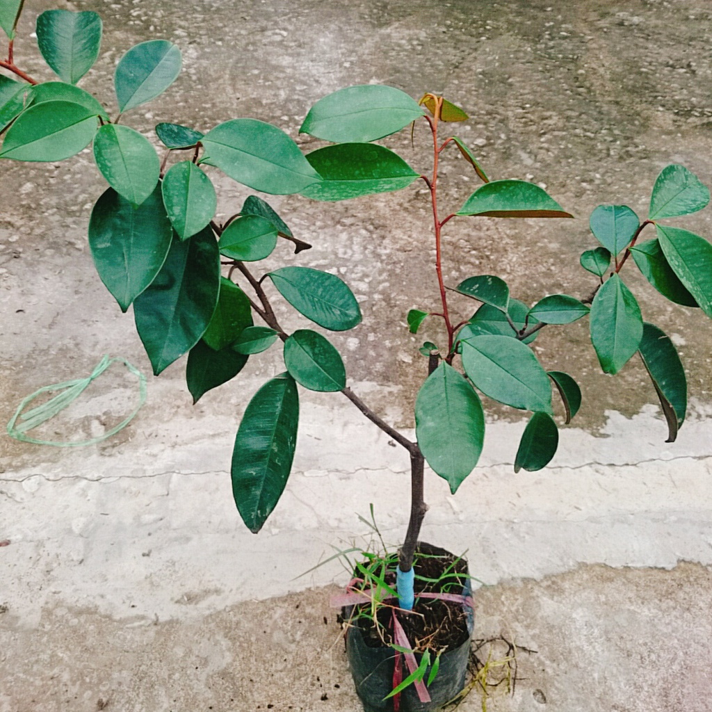 Cây vú sữa lò rèn - cây ăn quả