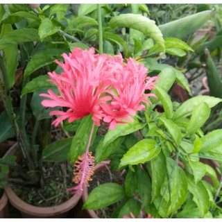 Cây giống dâm bụt cánh phượng "hibiscus schizopetalus"