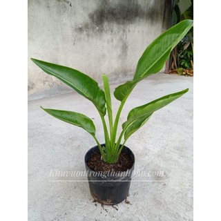 Cây chuối rẻ quạt nhỏ 50-60cm