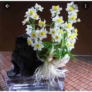 Củ hoa thuỷ tiên