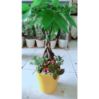 Chậu Kim Ngân Thắt Bính Tiểu Cảnh