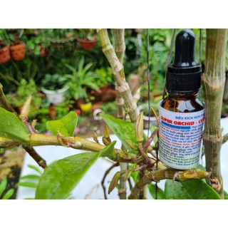 Sản phẩm siêu kích hoa lan kích mầm gốc super orchid lọ 15ml