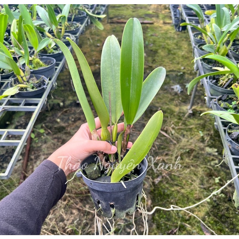 Cattleya hoa đại mã TN-03