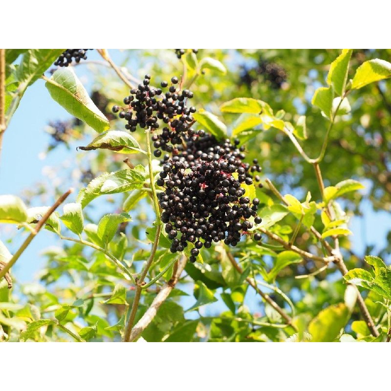 Cây cơm cháy khô 1kg sach,,đẹp