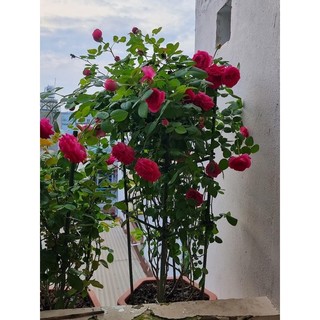 ĐẠM CÁ TẢO BIỂN NHẬT BẢN
