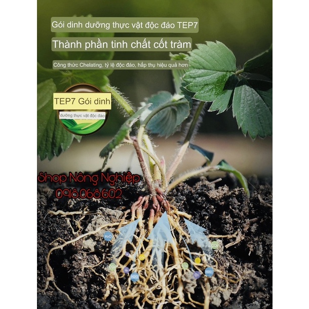 Dung dịch dinh dưỡng chuyên dùng cho cây Dâu Tây, chai 250ml