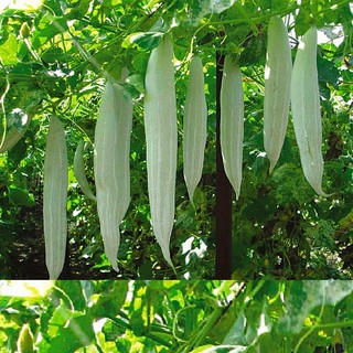2Gram Hạt giống khổ qua tây ( Khổ qua tây trắng )