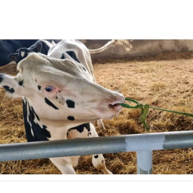 Vòng Xỏ Mũi Trâu Bò