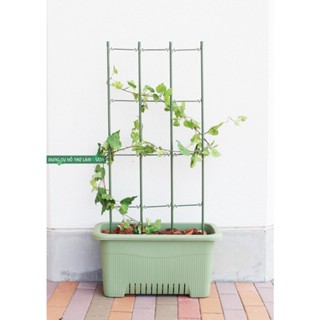 Khung hoa leo Daim rộng 45cm cao 120cm chuyên dùng trồng hoa leo - hoa hồng