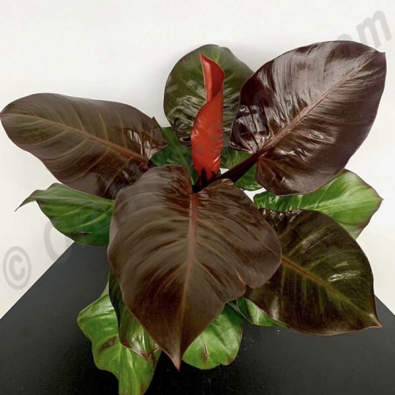 Philodendron Cherry Red - Cây Đế Vương Cam đậm - “ Anh Đào Đỏ”