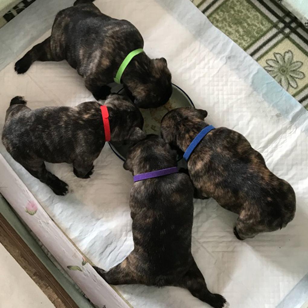 Vòng Cổ 12 MàU Cho Thú Cưng