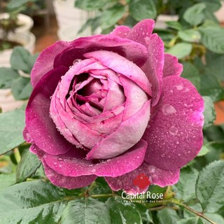 Hoa Hồng Society Rose - hồng leo, hoa màu tím, hoa chùm