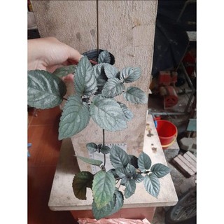 Cây giống trà Ô long (đr Thanh)