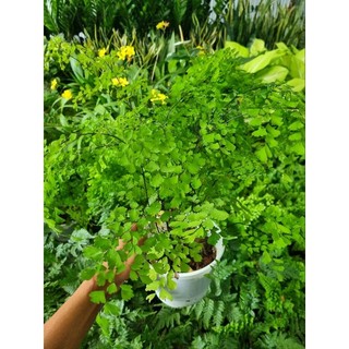 Cây tóc thần vệ nữ -Adiantum capillus-veneris