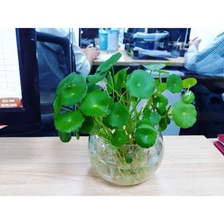 Chậu cây rau má kiểng 366lz chất lượng
