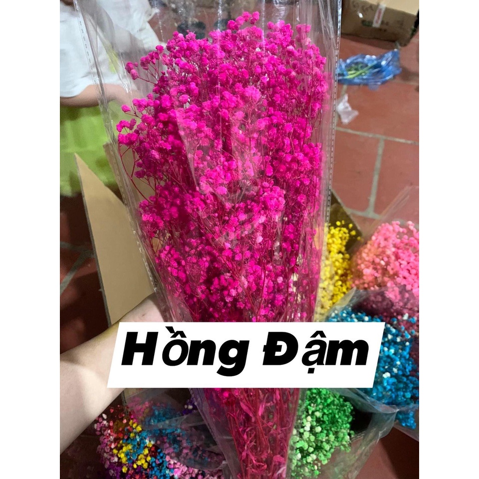 Hoa baby khô Hoa khô quà tặng decor trang trí