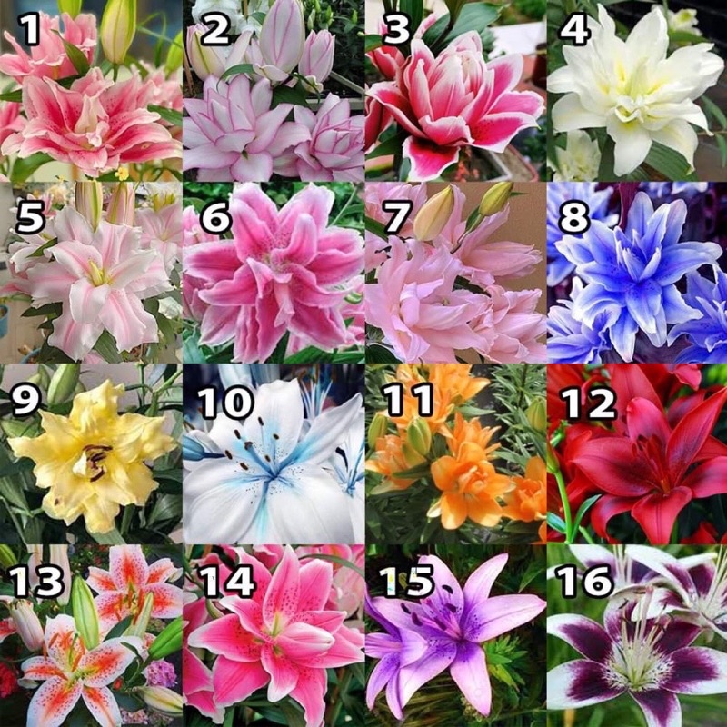 Củ hoa ly cao cánh kép Hà Lan, phong phú màu sắc, củ to cho nhiều hoa