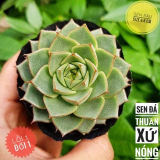 sen đá hoa hồng xanh🍏 |FREESHIP| 🔥 XỨ NÓNG, ĐÃ THUẦN KHÍ HẬU, KHOẺ ĐẸP 🍏 LỖI 1 ĐỔI 1