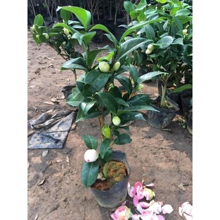 Hoa Trà My Đang Nụ Đẹp Chuẩn Giống Cánh Dày Màu Sắc Tươi Tắn Dễ Chăm Sóc Phù Hợp Trang Trí Sân Vườn
