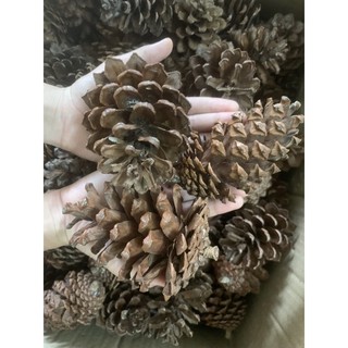 Trái Thông khô trang trí noel