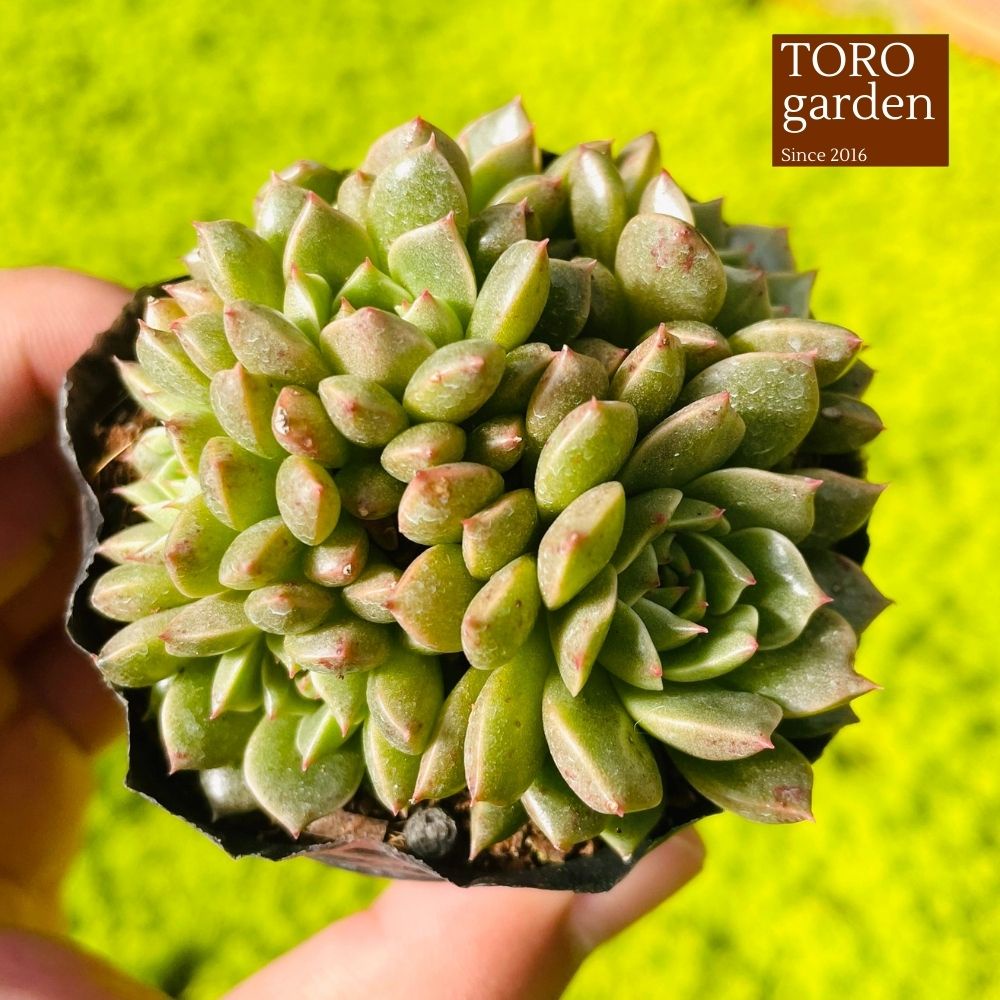 Sen đá ruby lá ngắn Đà Lạt size bé cây cảnh trang trí nhà cửa Toro garden