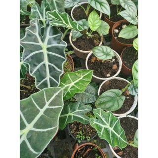Cây môn quan âm (Alocasia Polly)