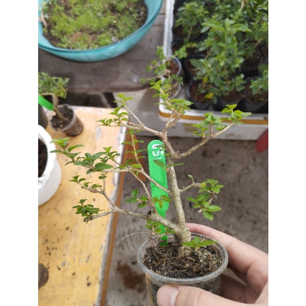 Sam hương mini táng mịn