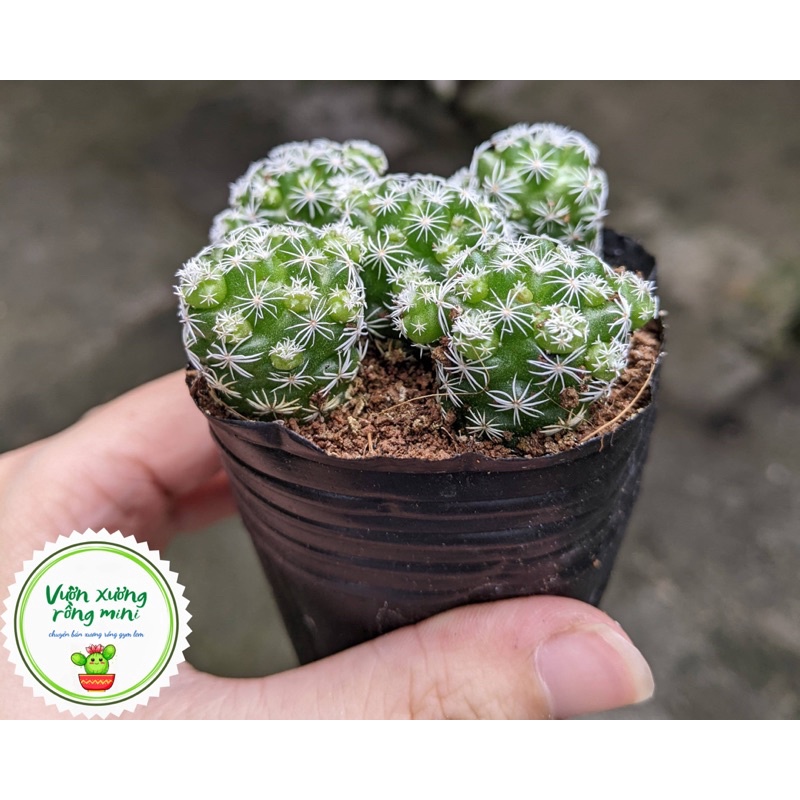 XƯƠNG RỒNG TRỨNG CHIM Size 2cm mini