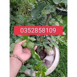 Cây chúc lỡ , cây đẹp, cây có nhánh