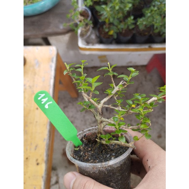 Sam hương mini táng mịn