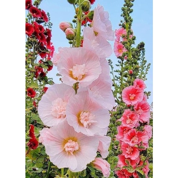 Hạt hoa mãn đình Hồng hoa tết