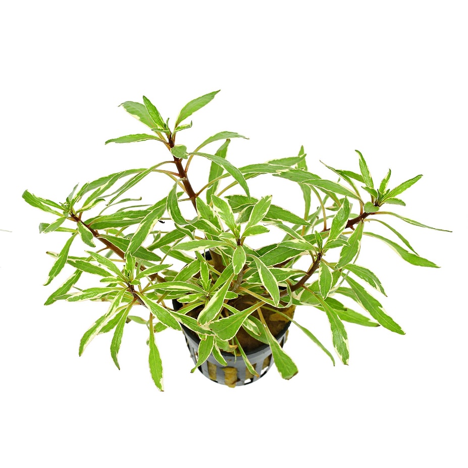 Bạch Thái Dương - Ludwigia Sp White