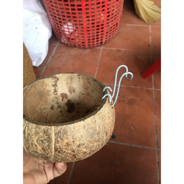 Gáo dừa trồng sen đá kèm móc