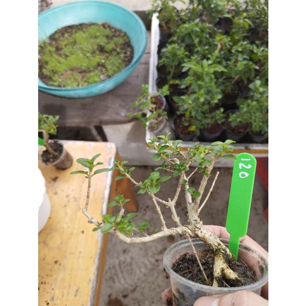 Sam hương mini táng mịn